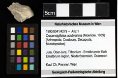Foto (Objekt + Etiketten) von Cracensigillatus acutirostrus (Moericke, 1889)